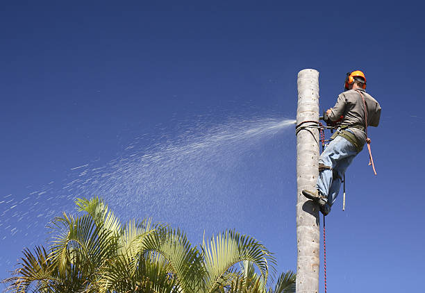 Best Fruit Tree Pruning  in Wahneta, FL